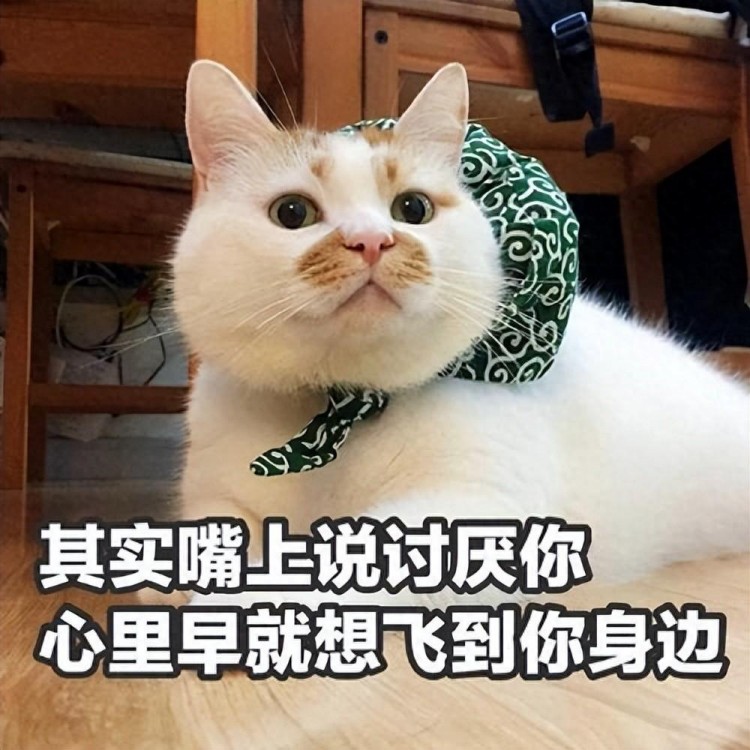 猫咪讨厌你的8大特征你却傻傻不知道