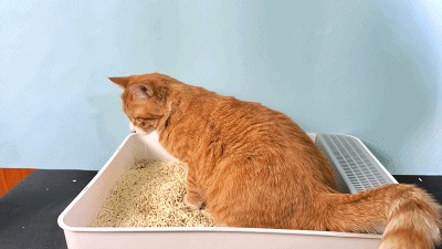 如何低成本养猫其实养猫成本并不高！