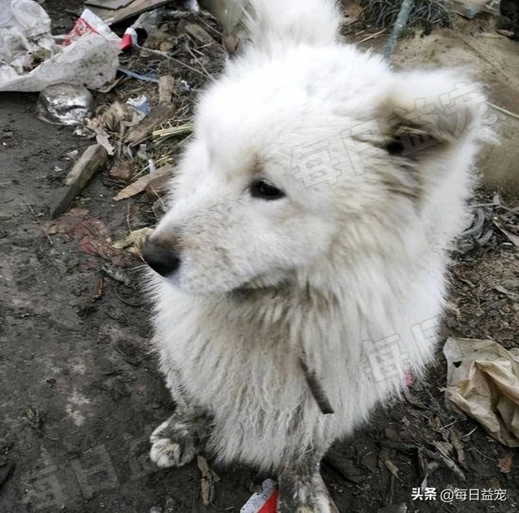 萨摩耶街头流浪脏兮兮的模样惹人嫌好心人收养后赚翻了