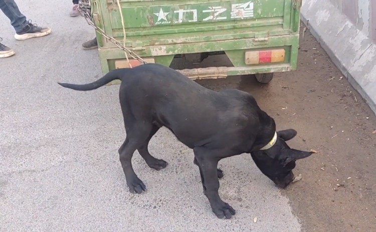 河南：700块，看家大黑狗上了狗肉车，大妈：这个大好狗，可惜了