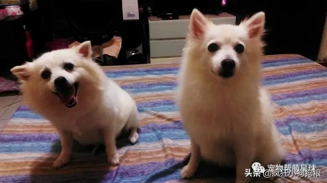 银狐犬凌晨狂吠叫醒主人睁眼后被这一幕吓呆：谢谢你们救了我