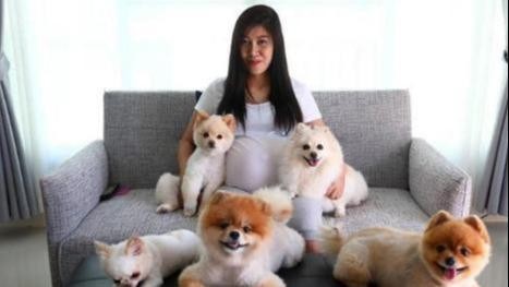 为何博美犬这么受人欢迎？这7个优点，没有人能拒绝！